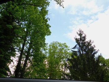 Low angle view of trees against sky