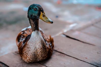 Close-up of duck on lake