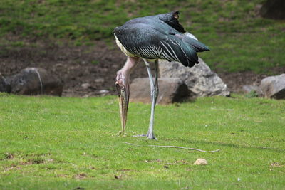 Bird perching on a field