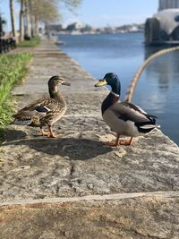 Seagulls perching on retaining wall