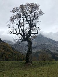 Tree on field against sky