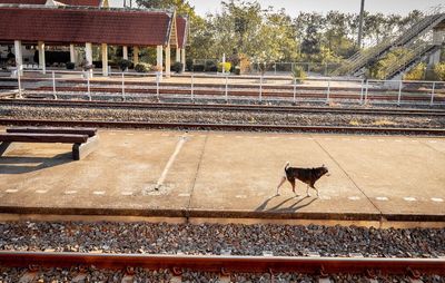 View of horse cart on railroad track