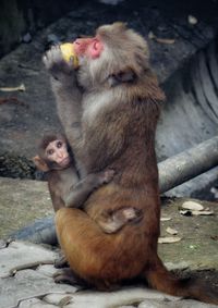 Monkeys sitting outdoors