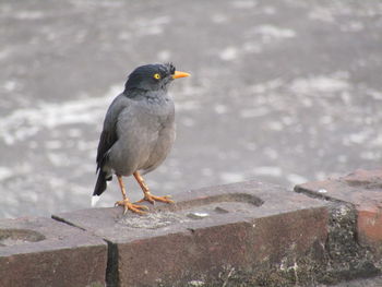 Close-up of bird perching on wall