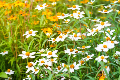 Close-up of white flowering plants on field