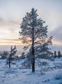 Tree on snow covered field against sky during sunset