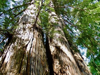 Low angle view of trees in forest