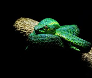 Close-up of lizard against black background