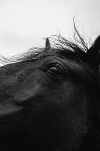 Close-up of horse against the sky