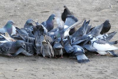High angle view of pigeons on sand