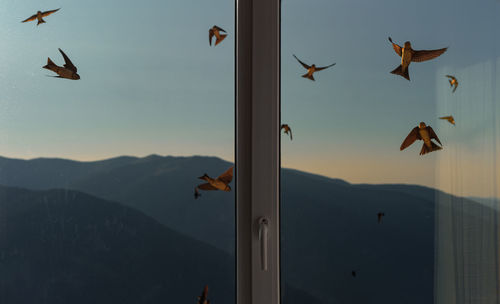 Low angle view of birds flying against sky