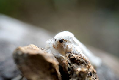 Tensha sp. moth was found on the branch of a jackfruit tree.