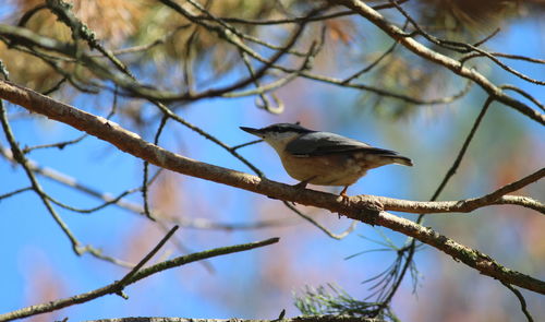 Low angle view of bird perching on branch