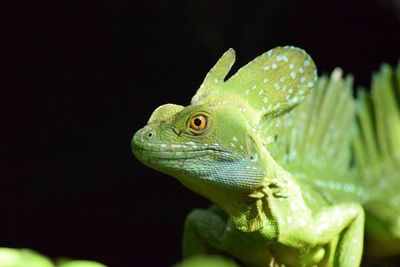 Close-up of basiliscus