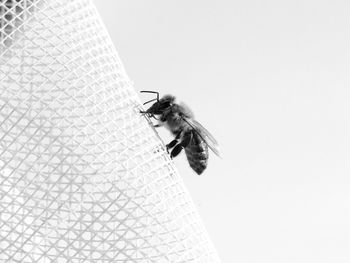 Close-up of fly on leaf against white background