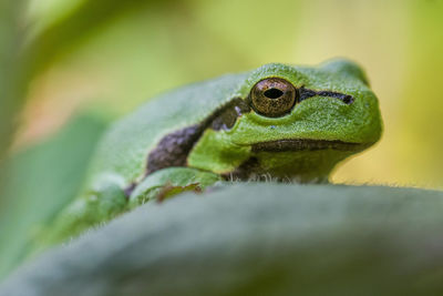 Close-up of frog on leaf