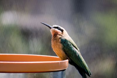 Close-up of bird perching on a plant