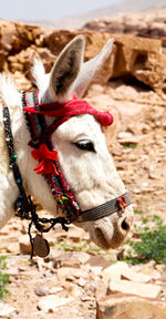 Close-up of a horse