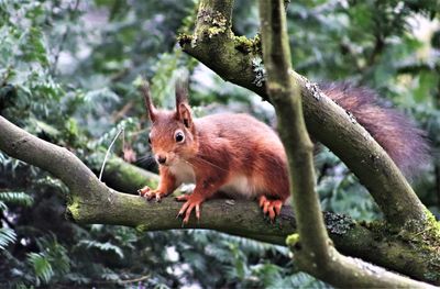 Squirrel on a tree