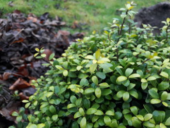 Close-up of plants growing on field