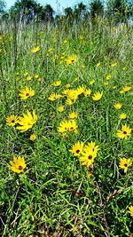 Close-up of yellow flowers blooming in field