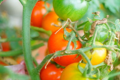 Close-up of tomatoes growing on plant