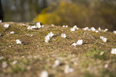 Close-up of white stones on field