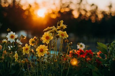 Beautiful flowers