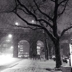 Bare trees in front of building