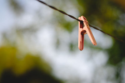 Close-up of red clothespins hanging on tree