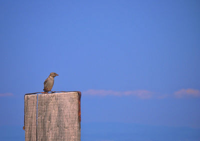 Low angle view of bird perching against clear blue sky