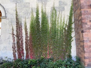 Ivy growing on wall