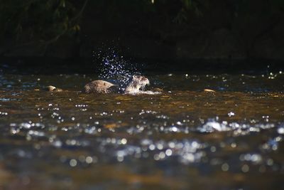 Weasel splashing in water