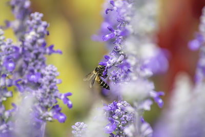 Close-up of bee pollinating on purple flowering plant