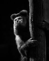 Monkey looking away while climbing on tree trunk against black background