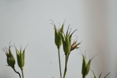 Close-up of flowering plant