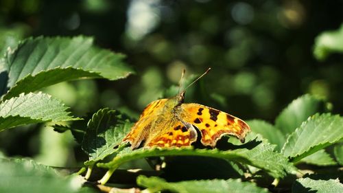 Close-up of butterfly on plant