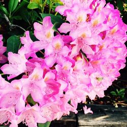 Close-up of pink flowers