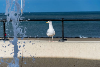 Close-up of seagull perching on retaining wall by sea