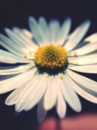 Close-up of white daisy flower