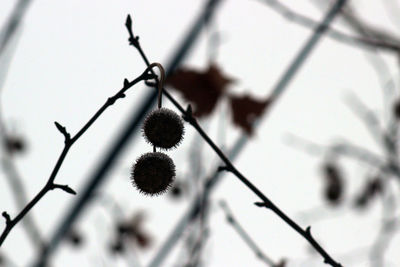 Close-up of plant against chainlink fence