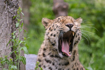 Close-up of a leopard