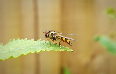 Close-up of insect on plant