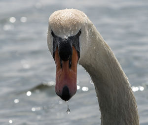 Close-up of swan swimming in water