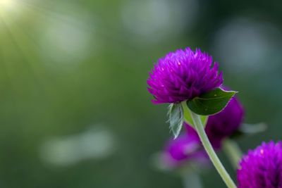 Close-up of pink flower