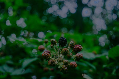 Close-up of berries growing on plant