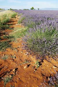 Plants growing on landscape