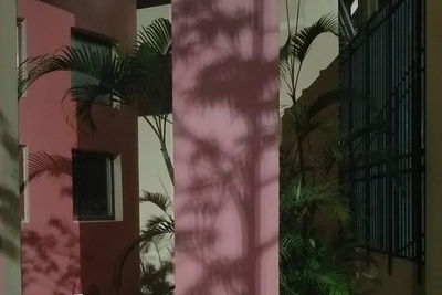 Close-up of palm tree by window