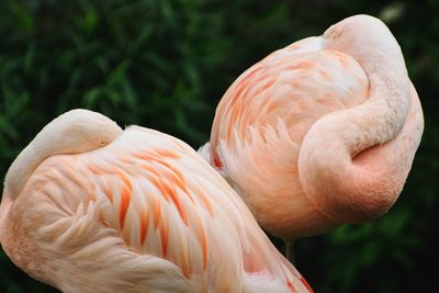 Close-up of swan