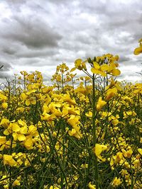 Scenic view of field against cloudy sky